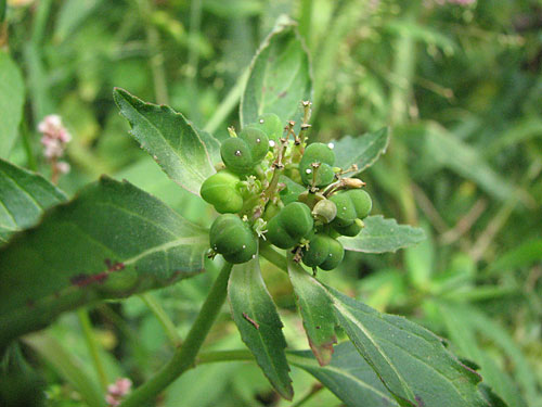 toothspurge